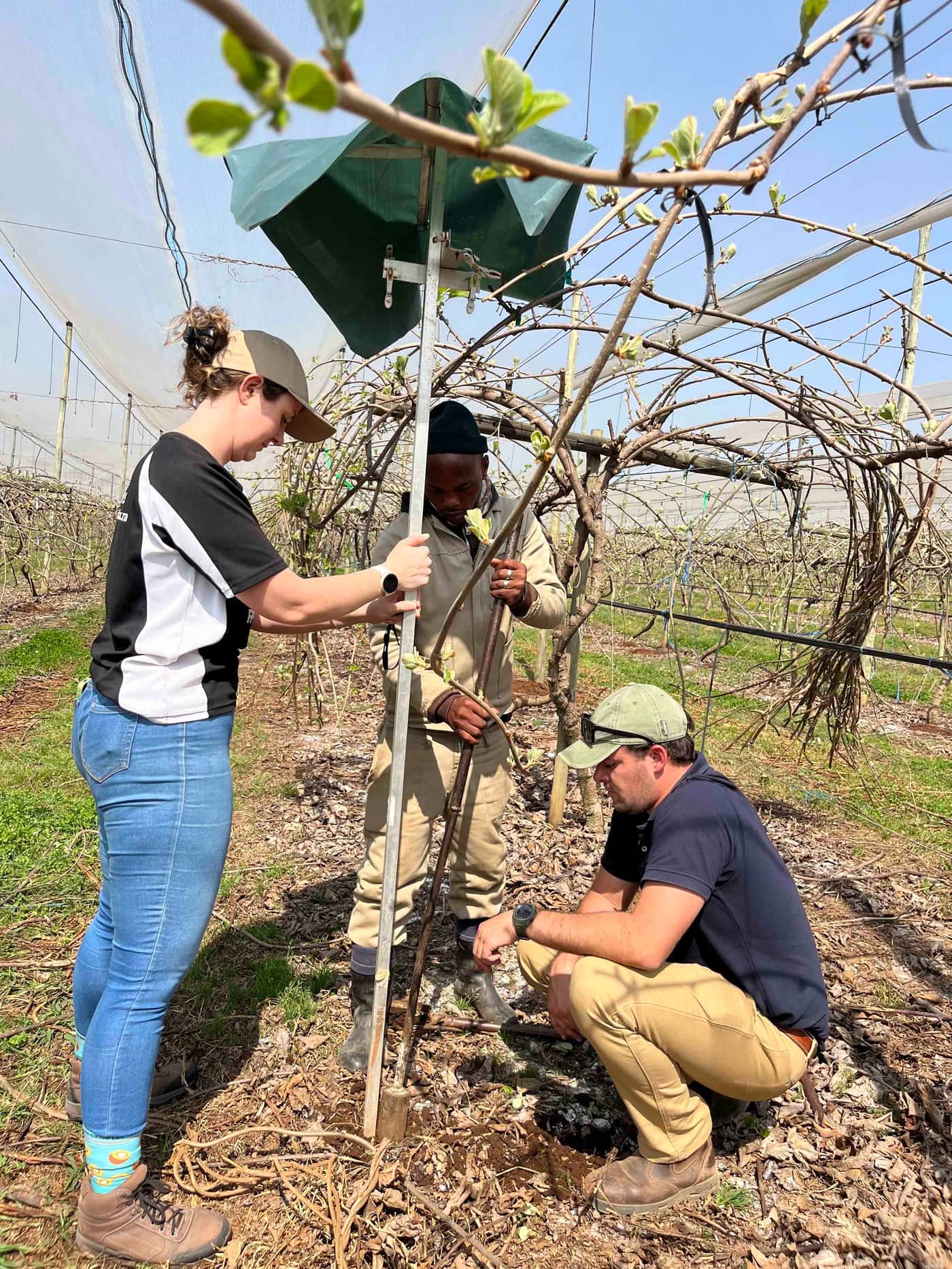 The KPP team gets ready for the new Kiwifruit season