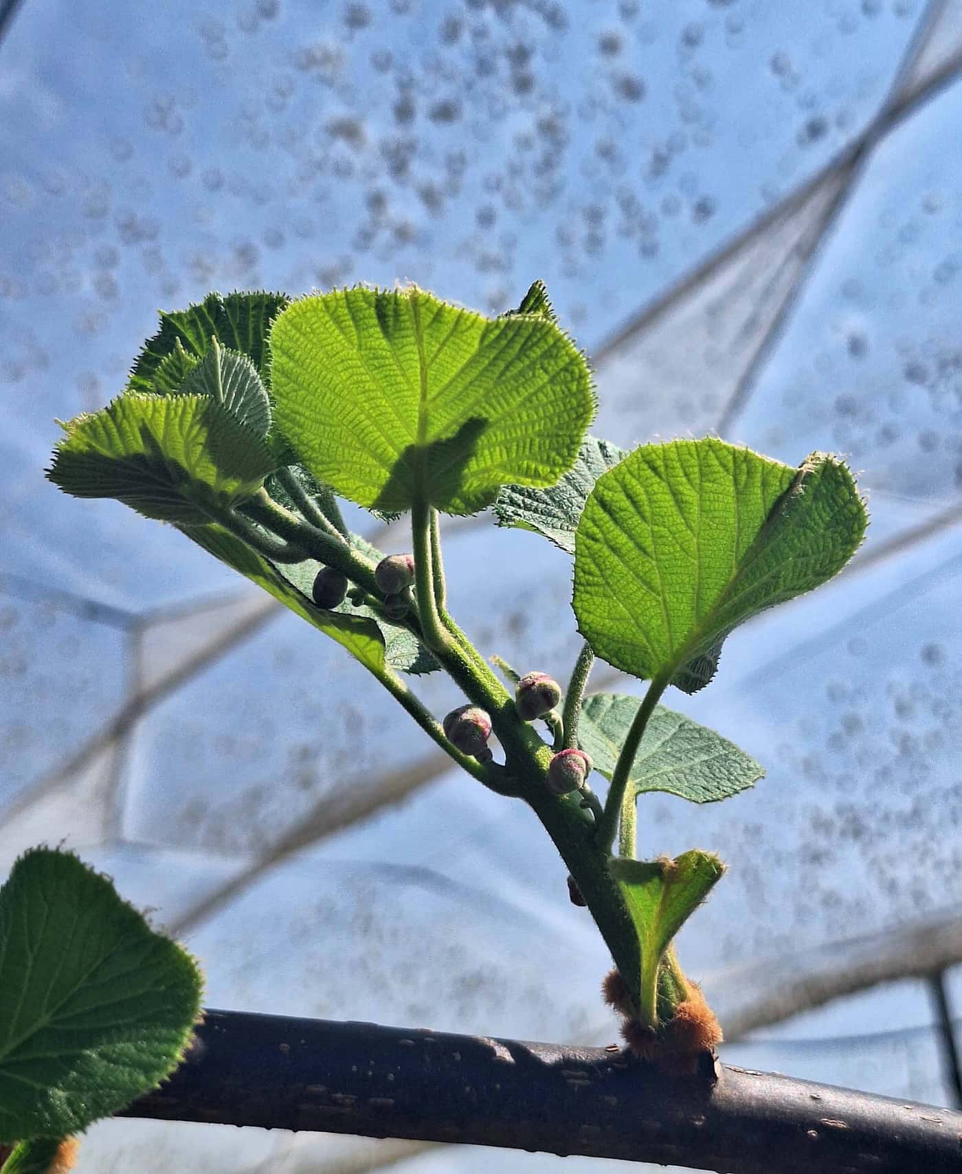 The KPP team gets ready for the new Kiwifruit season