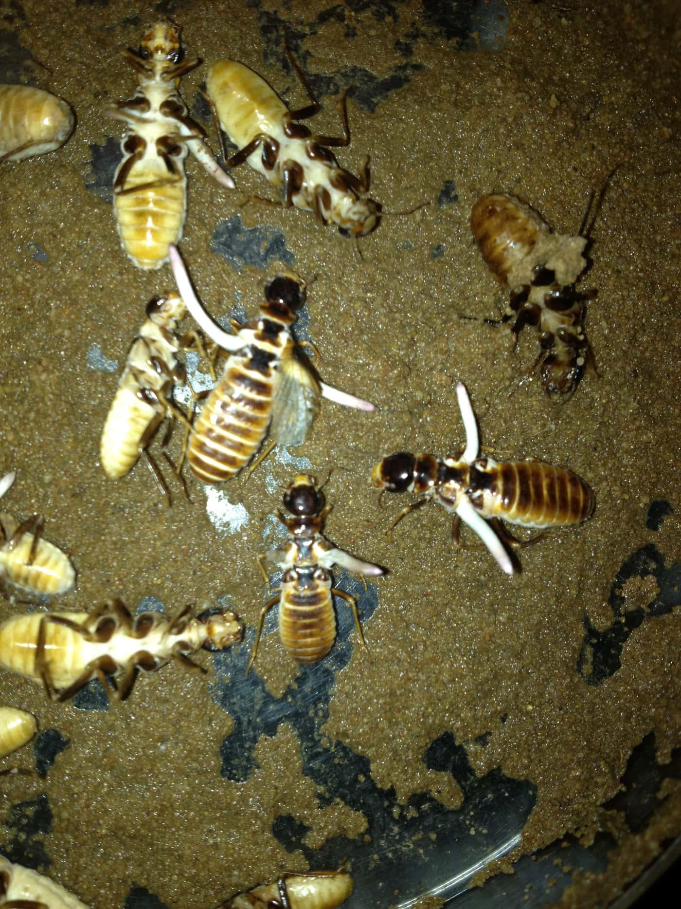 International research team on termite ecology and evolution visits FABI