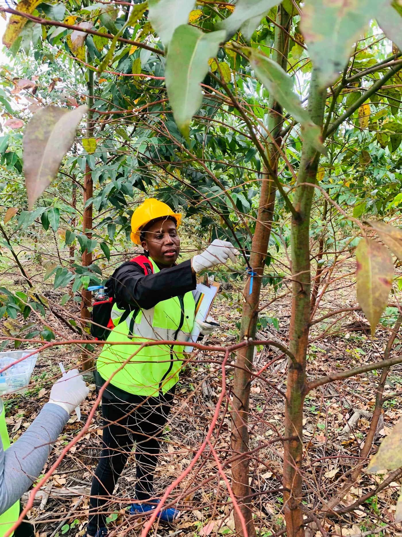 The FMG-EPPI Team Undertakes a Large-Scale Field Inoculation and Tissue Sampling Fieldtrip