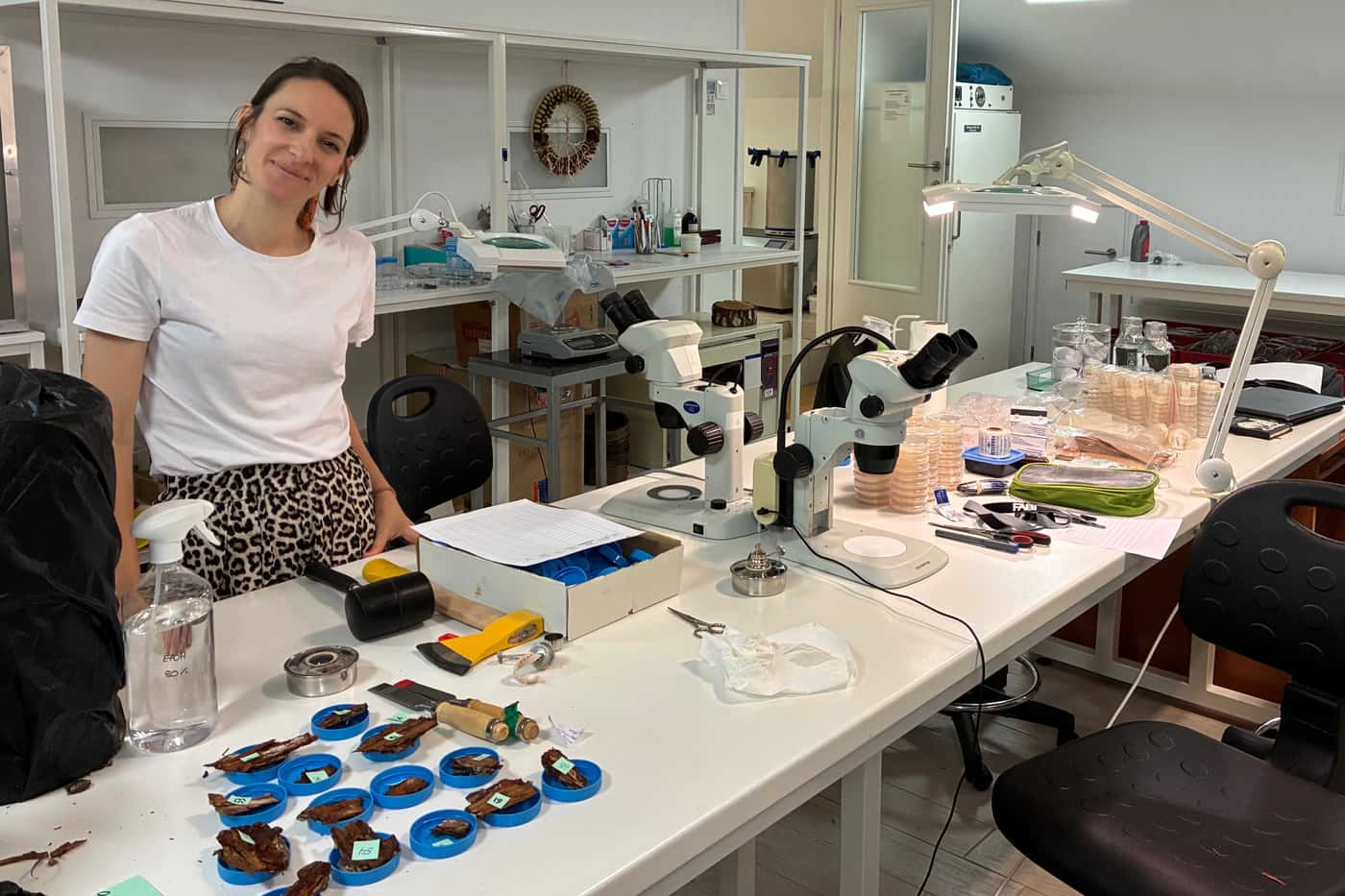New Pine Bark Beetle-Fungus Project Launched