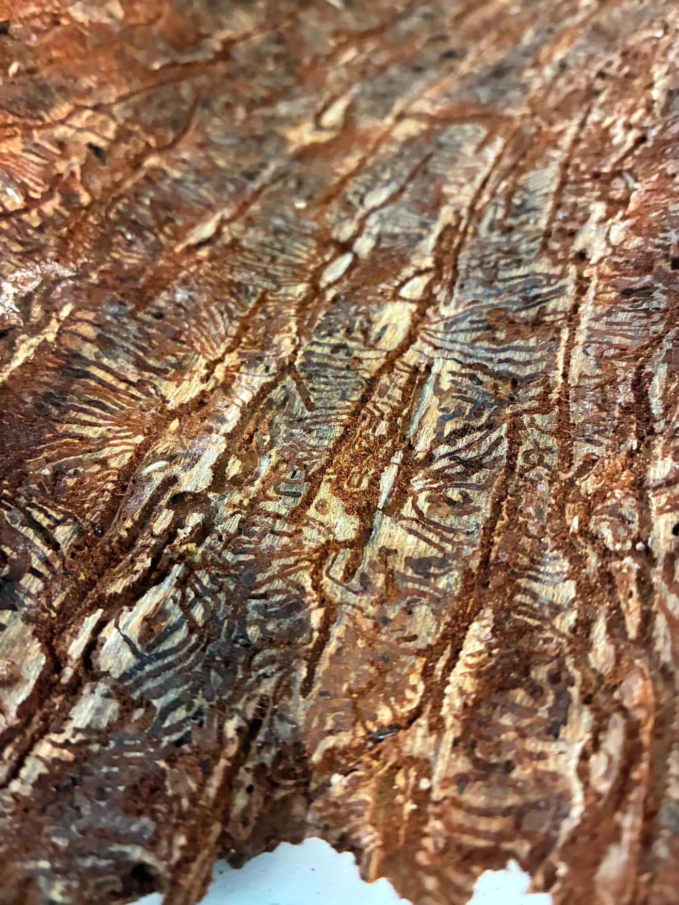 New Pine Bark Beetle-Fungus Project Launched