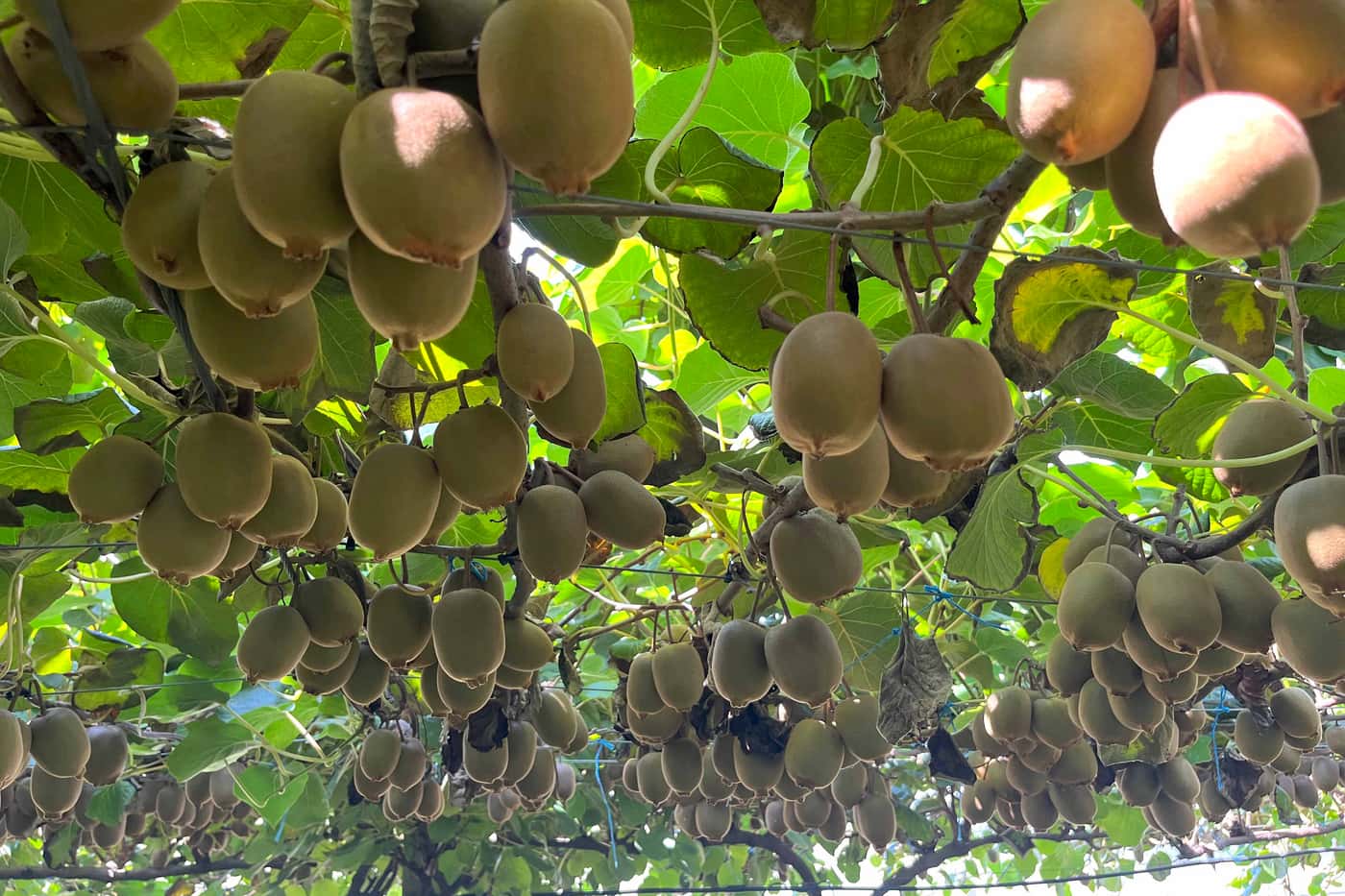 Its Kiwifruit harvesting time and the KPP team wraps up another season!
