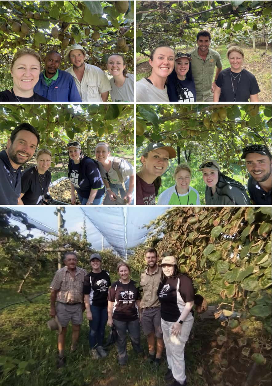 Its Kiwifruit harvesting time and the KPP team wraps up another season!