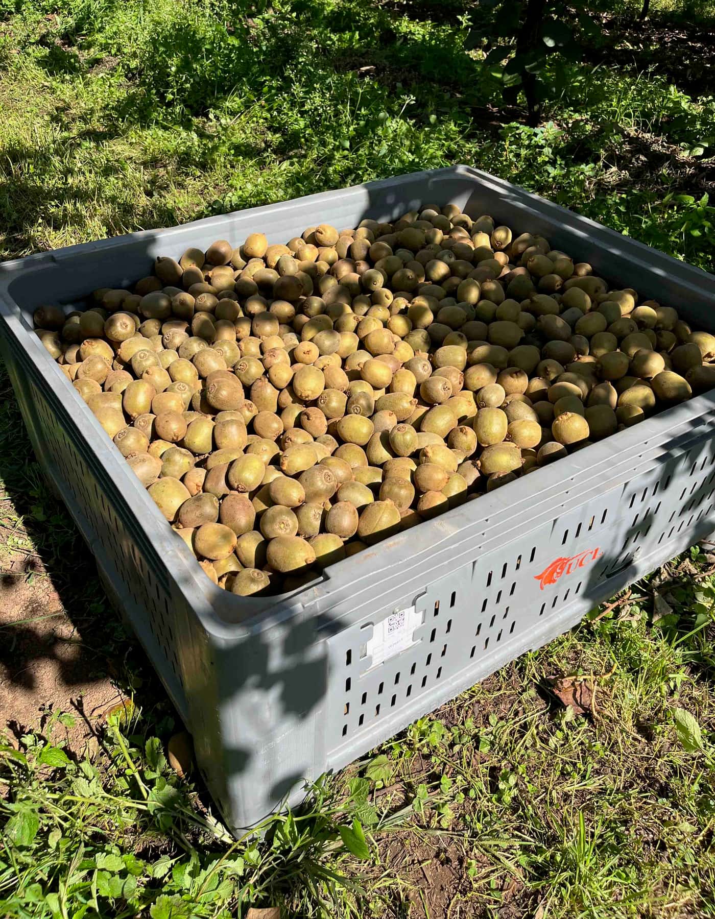 Its Kiwifruit harvesting time and the KPP team wraps up another season!