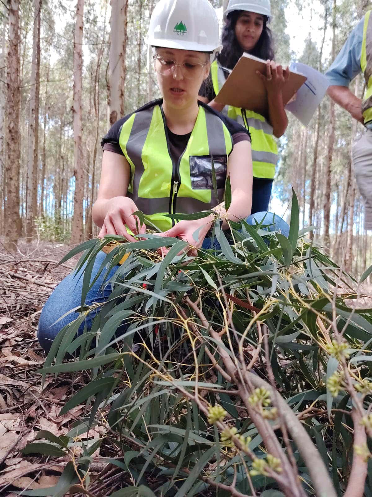 The FMG-EPPI research group collects samples for a eucalypt pangenome project