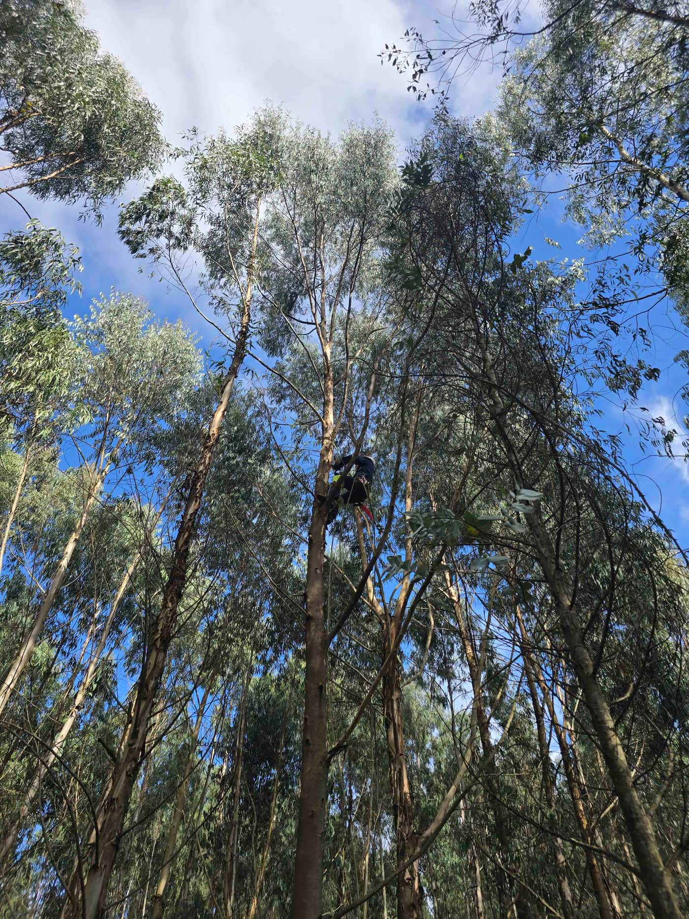The FMG-EPPI research group collects samples for a eucalypt pangenome project
