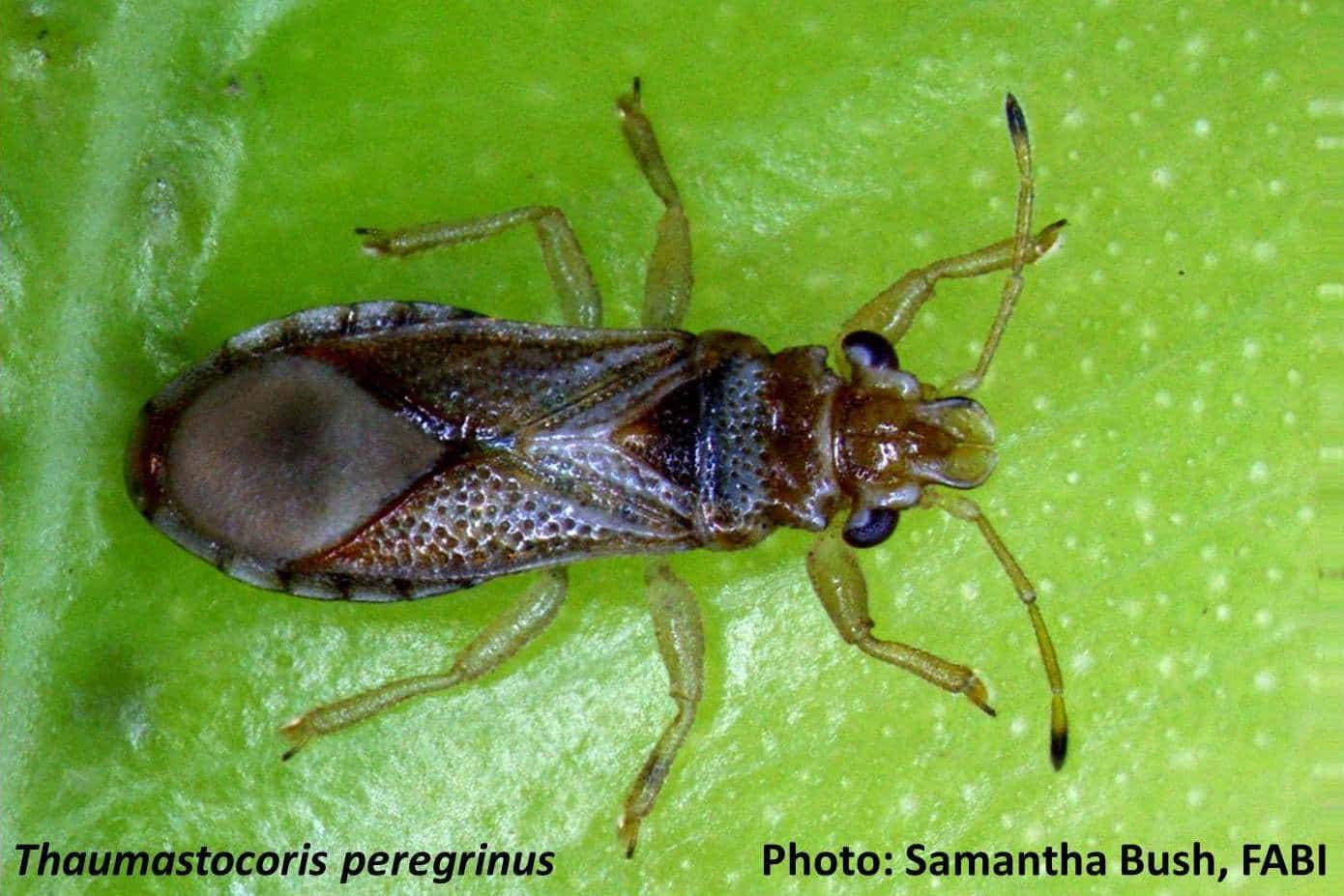 Encouraging Results in FABI/TPCP Biocontrol Programme