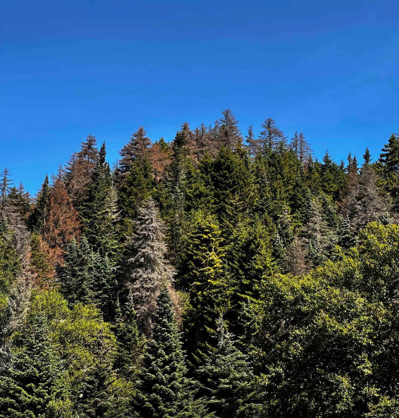 FABI's Brett Hurley presents on biocontrol at forest disturbance conference in Canada
