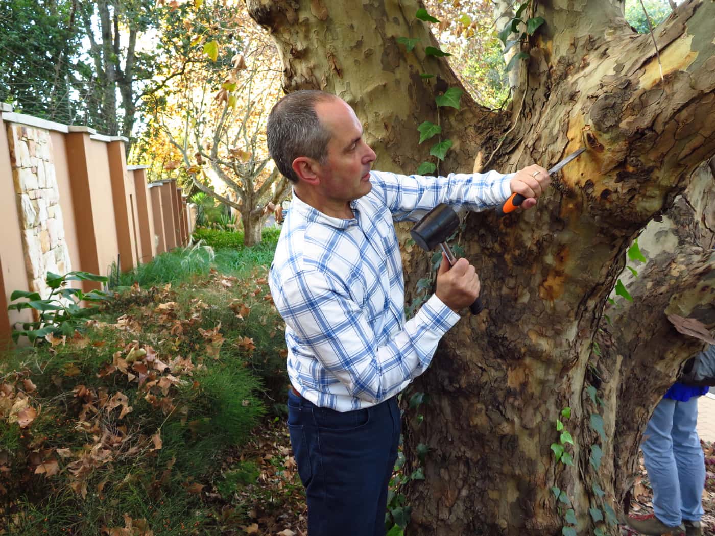 Tree health experts inspect PSHB infestation in Johannesburg suburbs