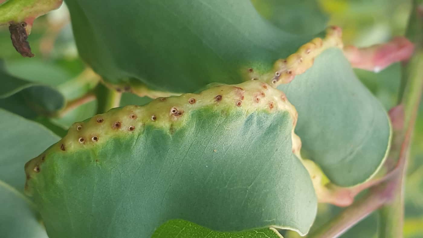 Eucalypt insect pest survey in Ghana and Sierra Leone