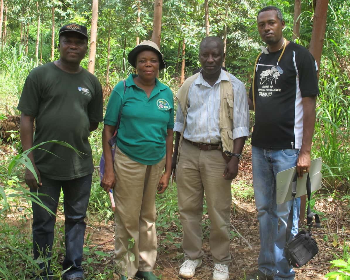Eucalypt insect pest survey in Ghana and Sierra Leone