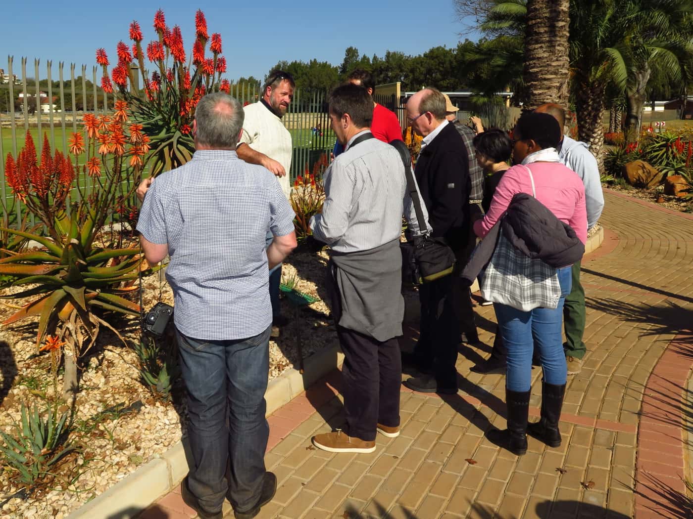 FABIans take in spectacle of aloes in full bloom