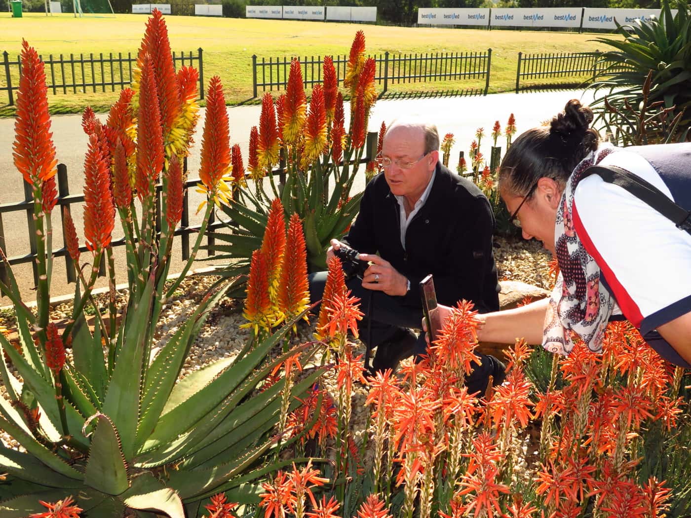 FABIans take in spectacle of aloes in full bloom