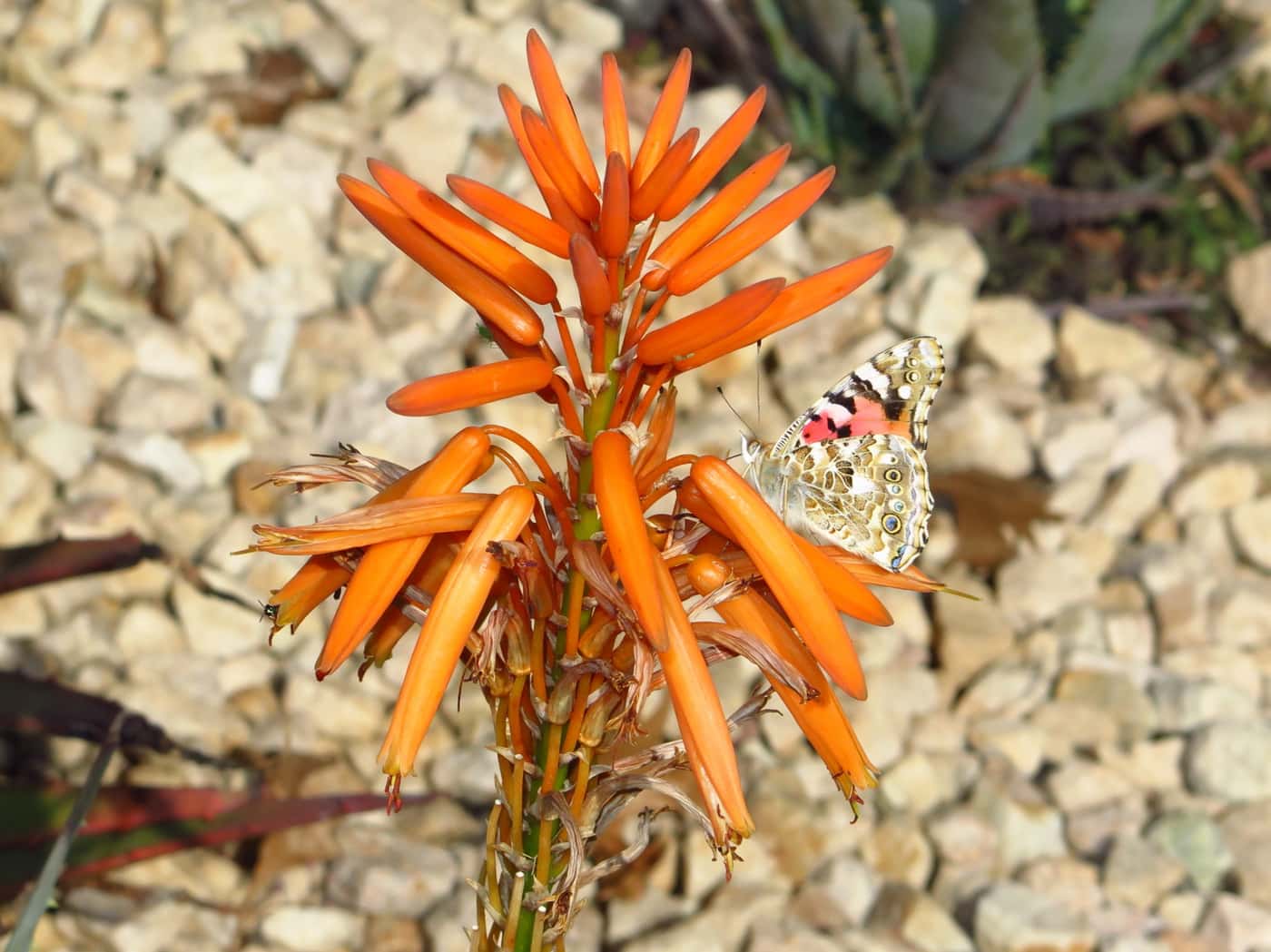 FABIans take in spectacle of aloes in full bloom