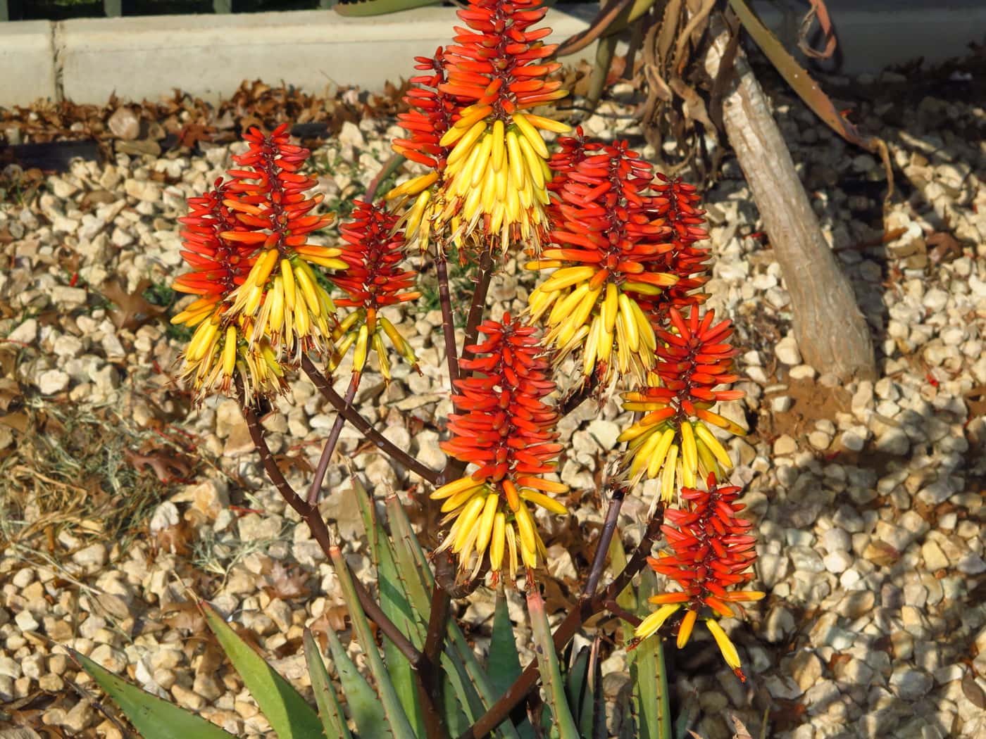 FABIans take in spectacle of aloes in full bloom