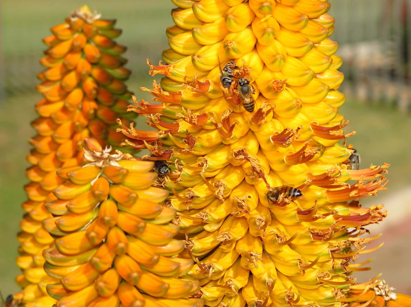FABIans take in spectacle of aloes in full bloom