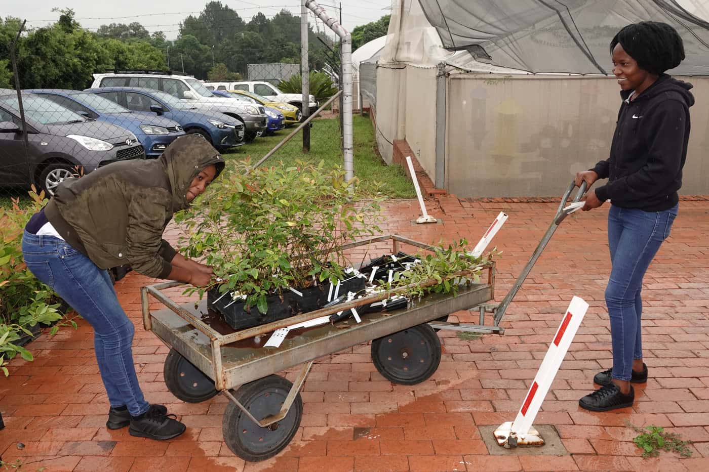 Tree Planting goes on despite wet conditions