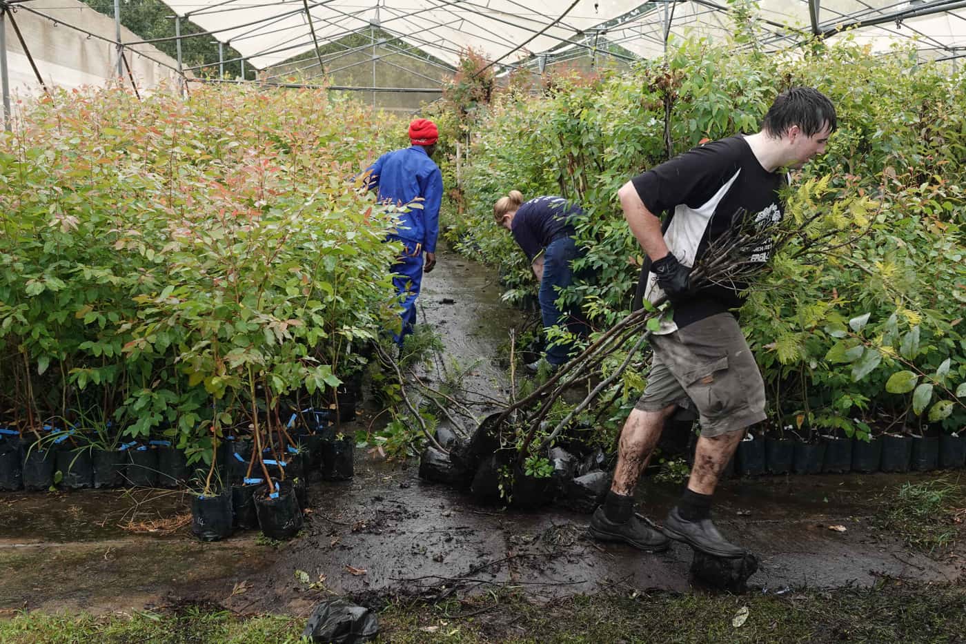 Tree Planting goes on despite wet conditions