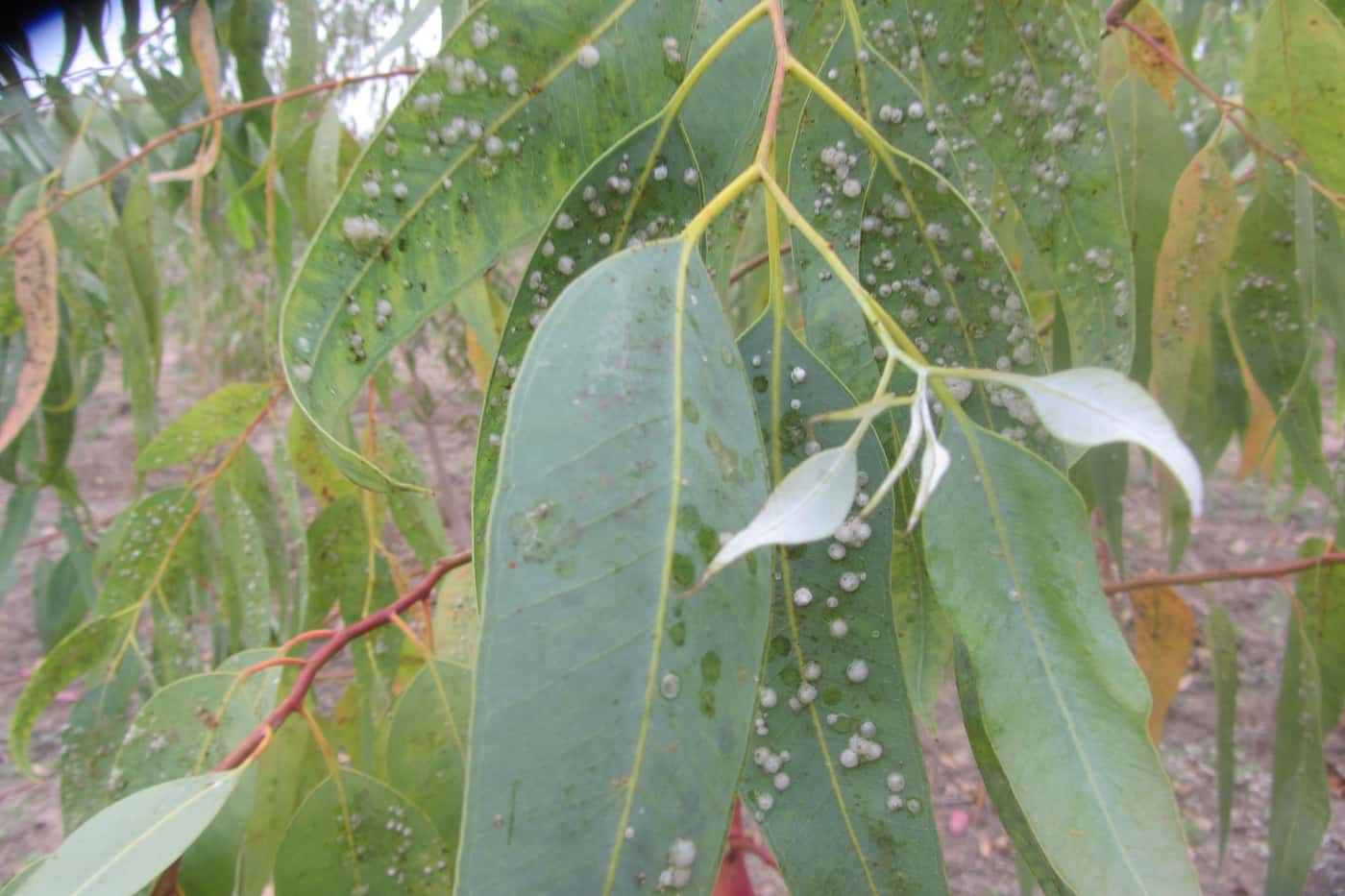 Collaborative effort reveals diversity and distribution of eucalypt insect pests across 14 African c