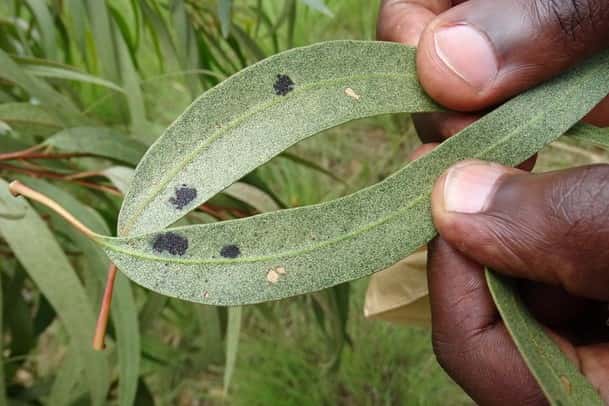 Collaborative effort reveals diversity and distribution of eucalypt insect pests across 14 African c