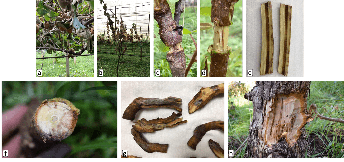 Ceratocystis wilt in Kiwi