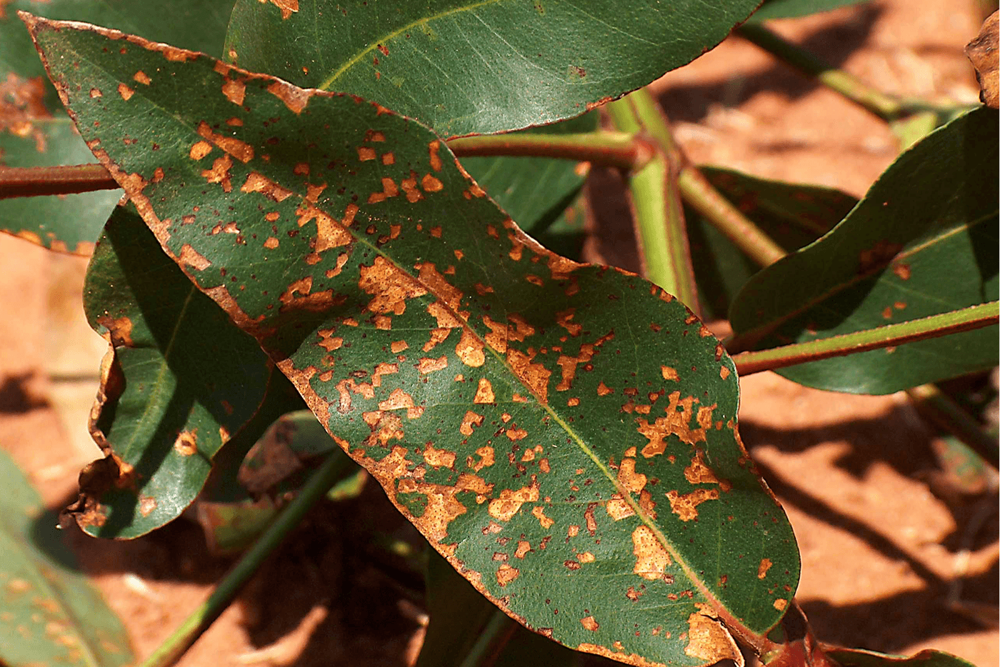 Bacterial blight cause by Pantoea ananatis