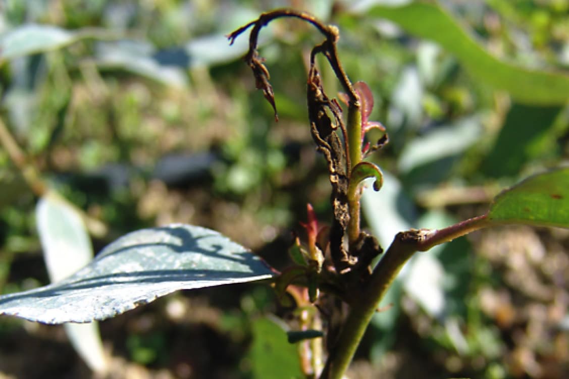 Dieback caused by Erwinia psidii