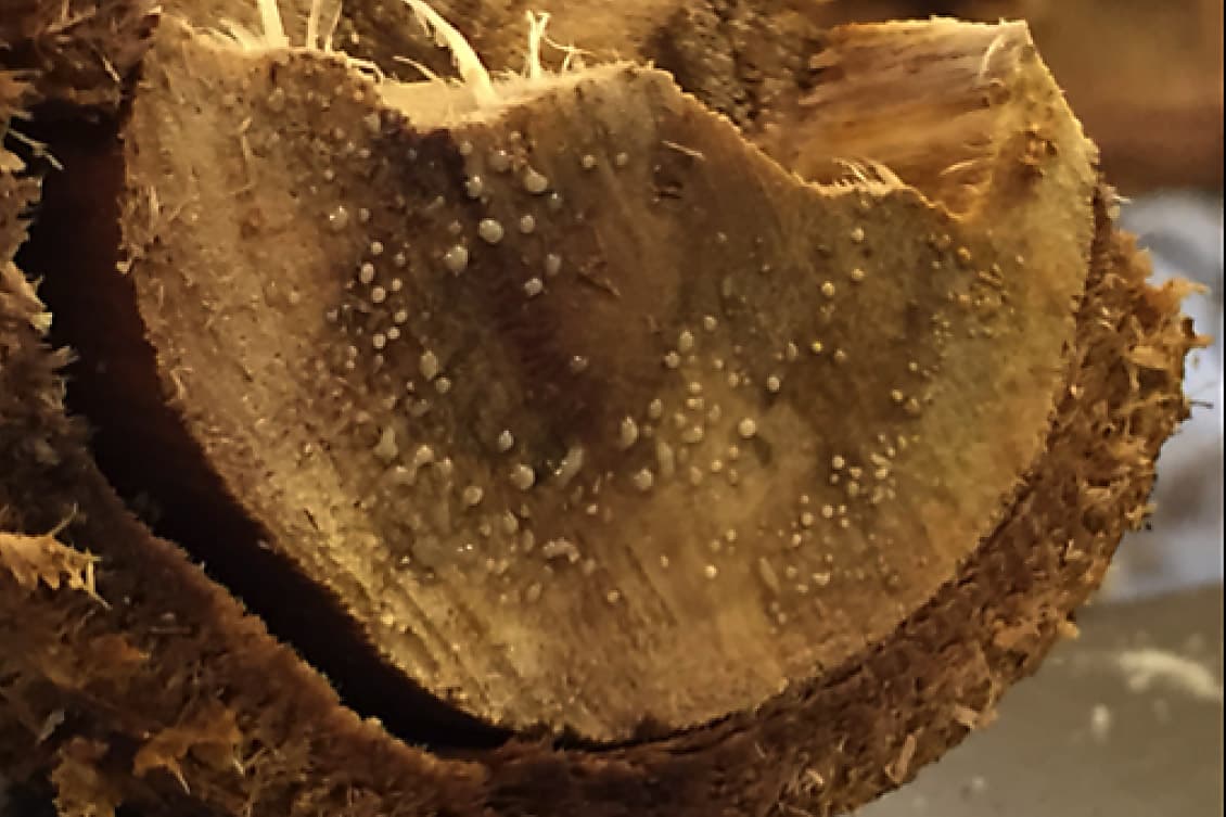 Bacterial exudate of Ralstonia solanacearum
