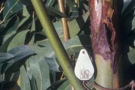 Botryosphaeria canker and die-back