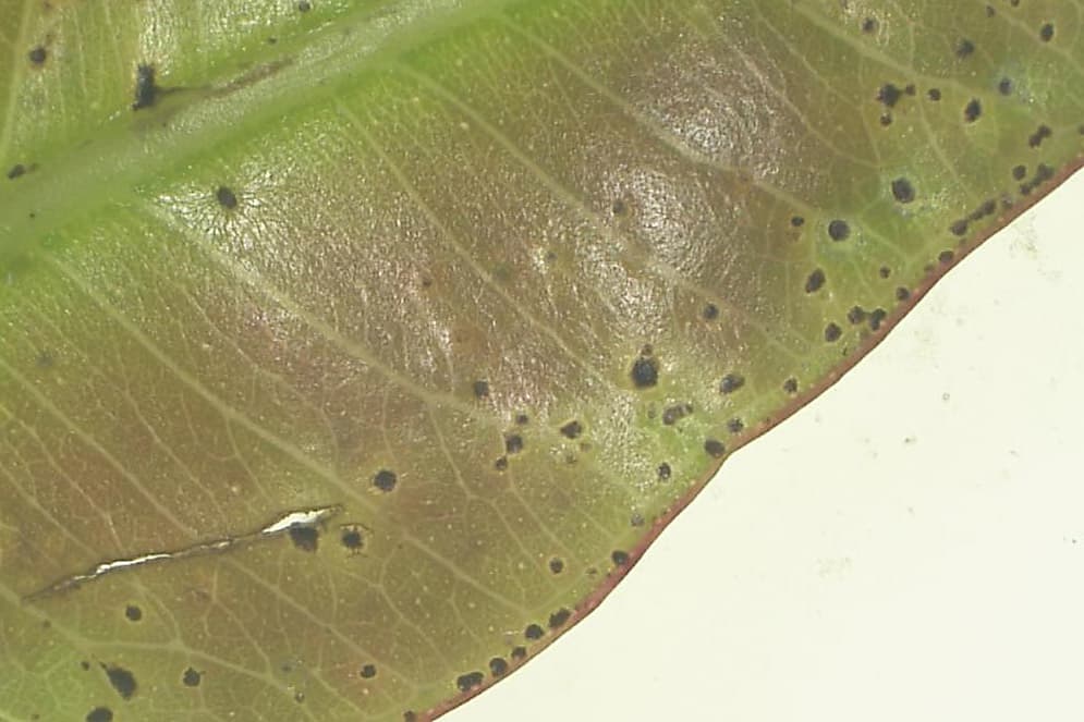 Eucalyptus scab and shoot malformation (ESSM)