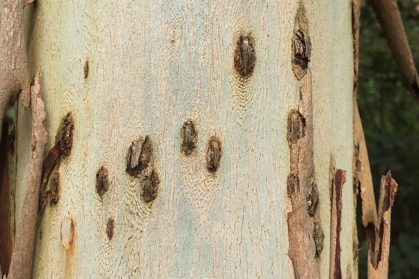 Lesions on Eucalyptus bark, caused by T. zuluensis
