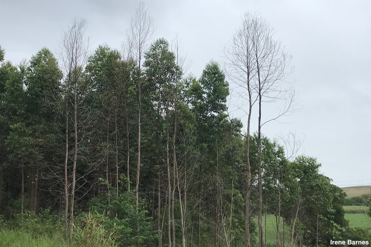 Ceratocystis wilt and dieback on Eucalyptus in KwaZulu-Natal