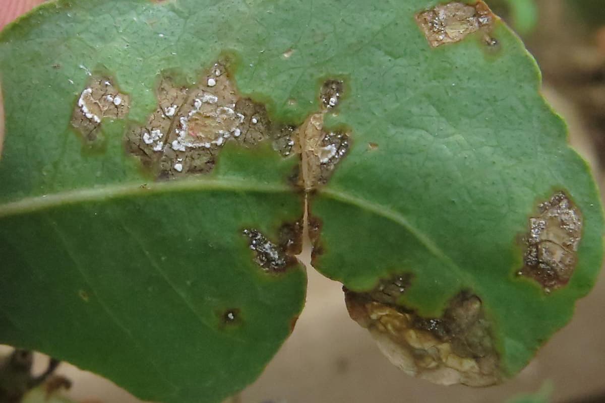 Quambalaria leaf and shoot blight
