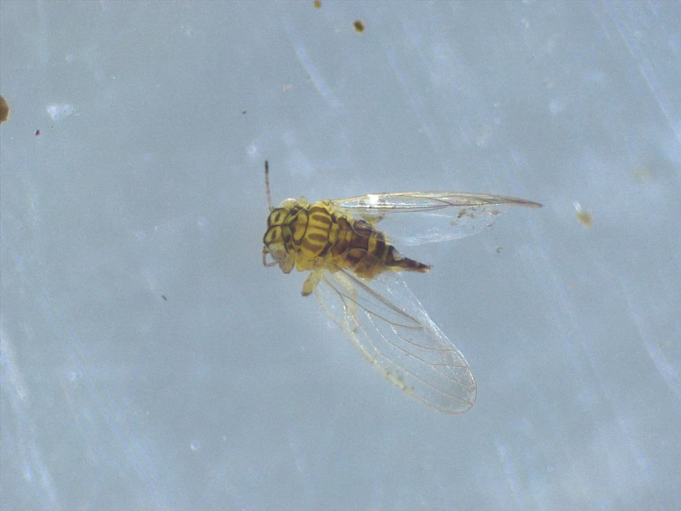 Eucalyptus shoot psyllid/ Blastopsylla occidentalis