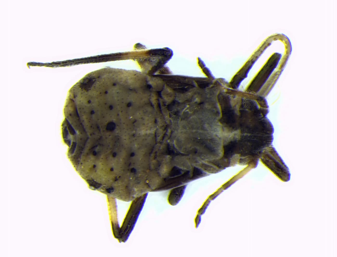 Black Pine Aphid / Cinara cronartii