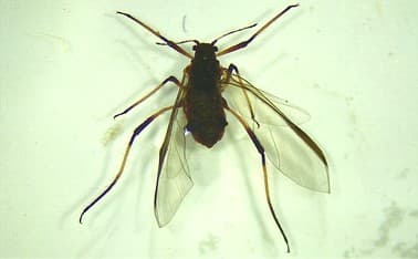 Winged Cinara pinivora adult