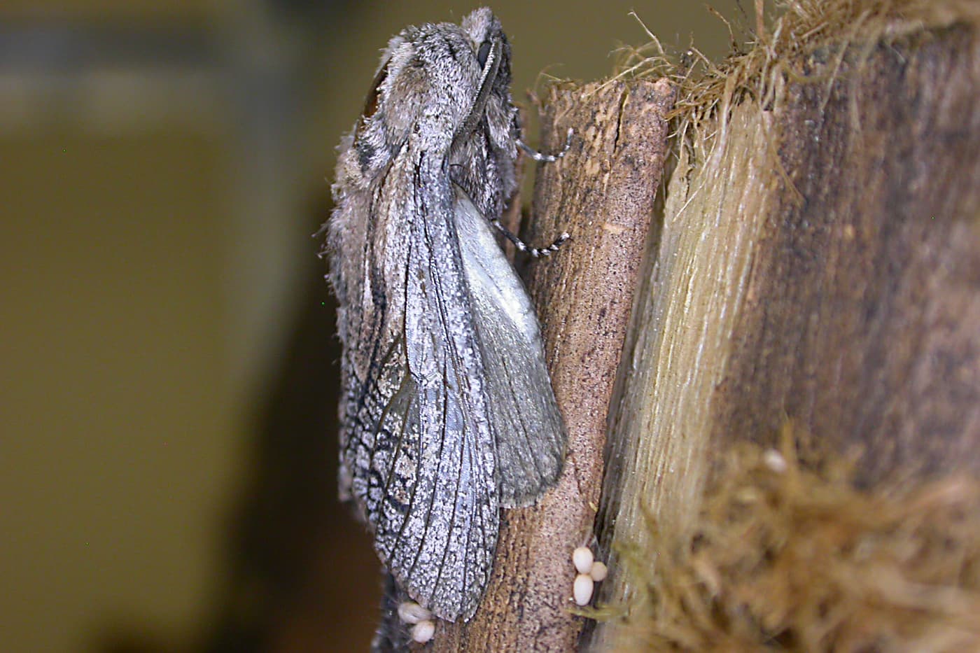 Eucalyptus cossid moth / Coryphodema trisitis