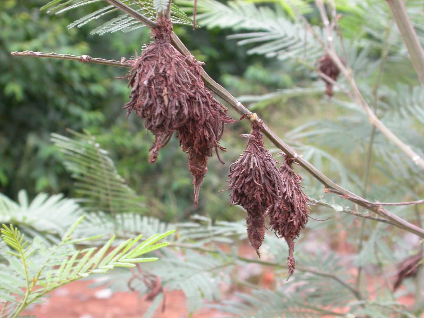 Wattle Bagworm / Kotochalia junodi