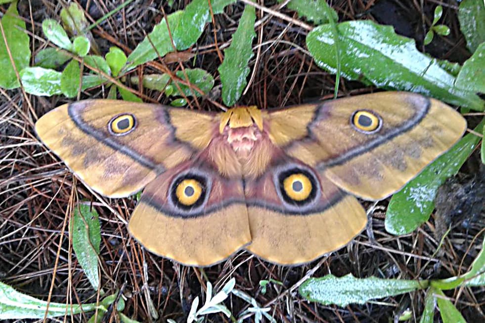 Pine emperor moth