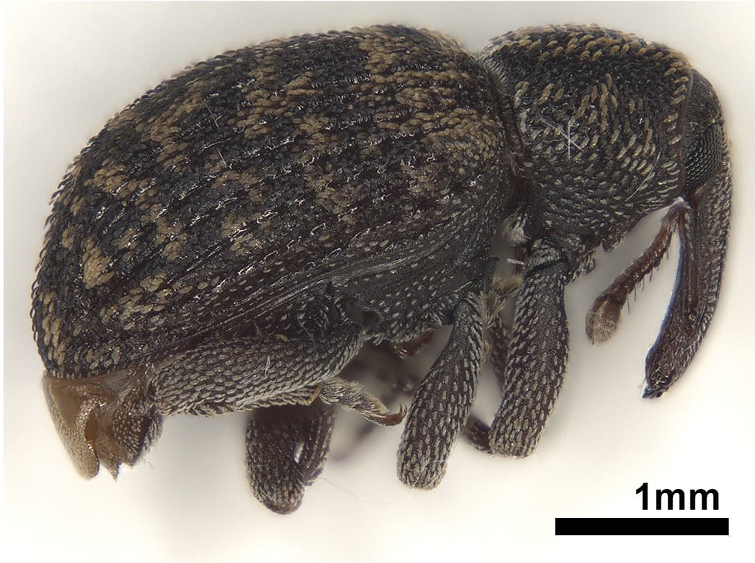 Melanterius seed weevil/ Melanterius inconspicuus