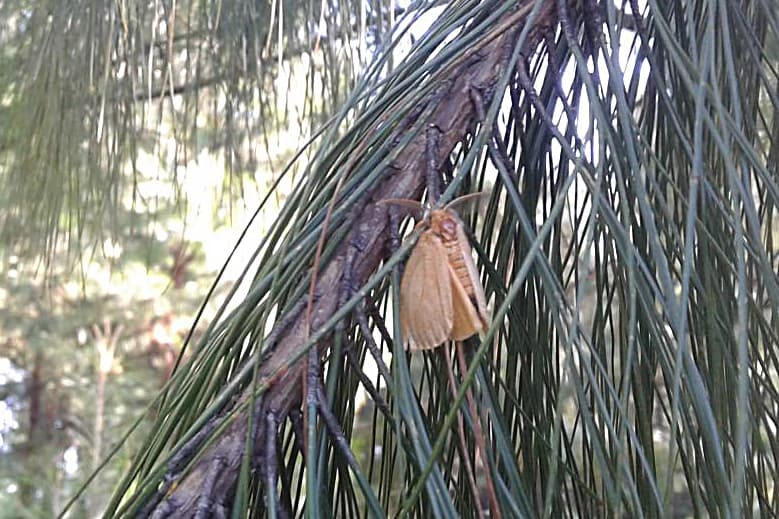 Pine brown tail moth / Euproctis terminalis