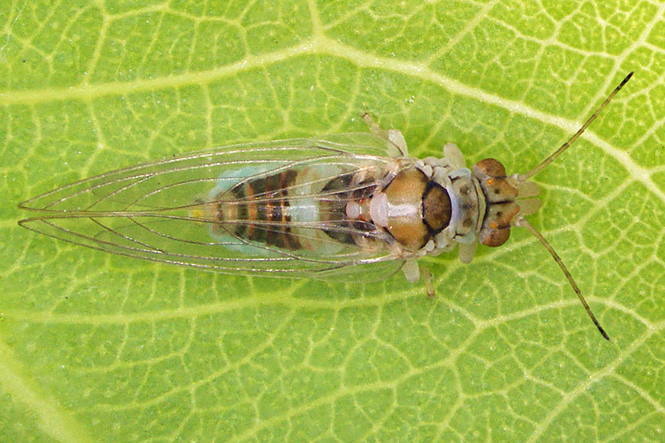 Red gum lerp psyllid / Glycaspis brimblecombei