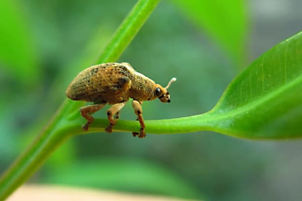 Eucalyptus snout beetle / Gonipterus sp.n.2