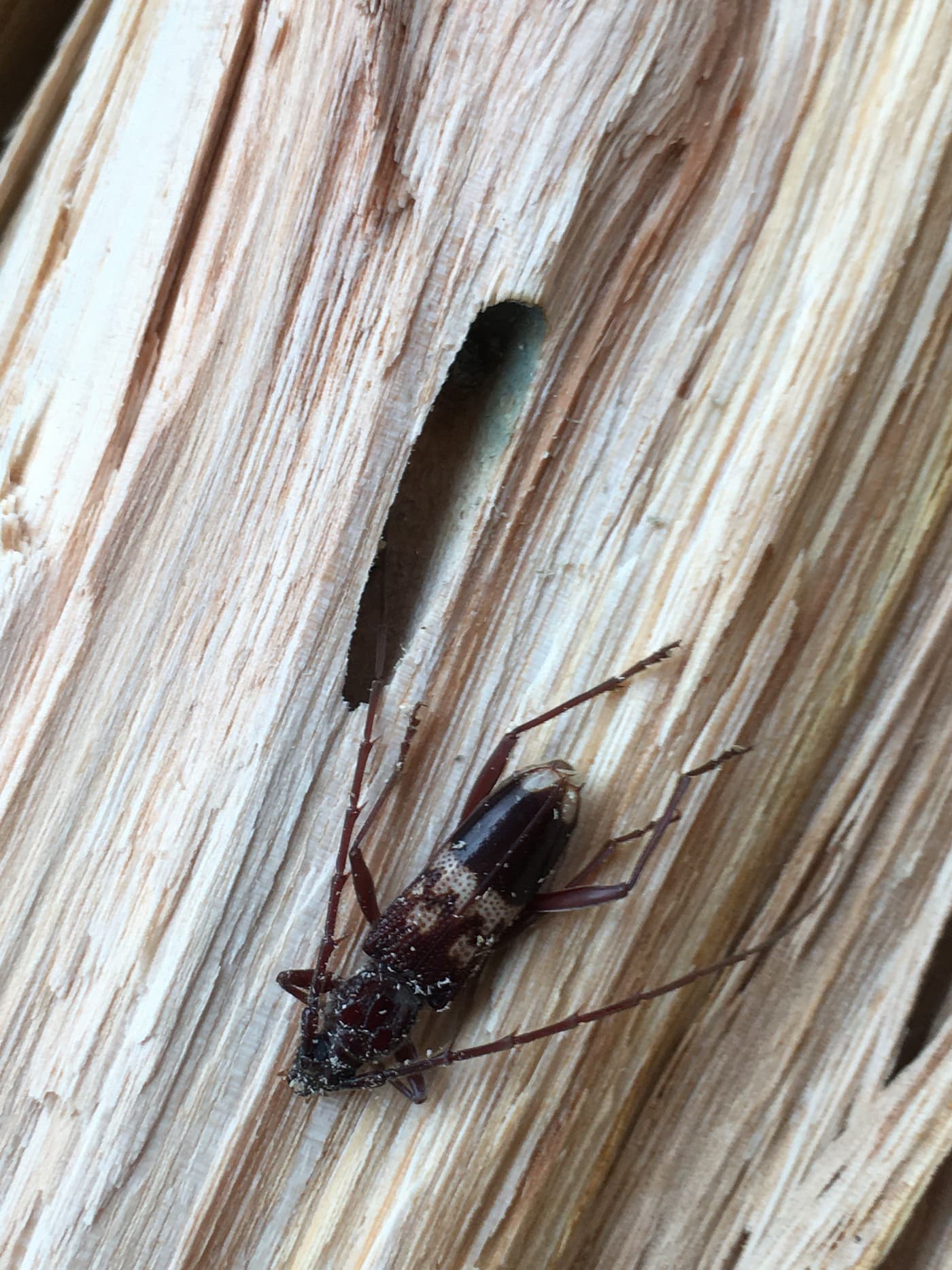 Phoracantha semipunctata