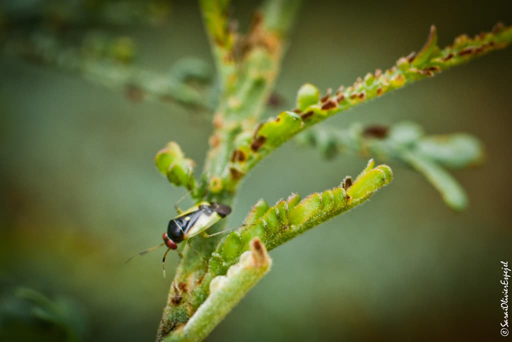 Wattle mirid