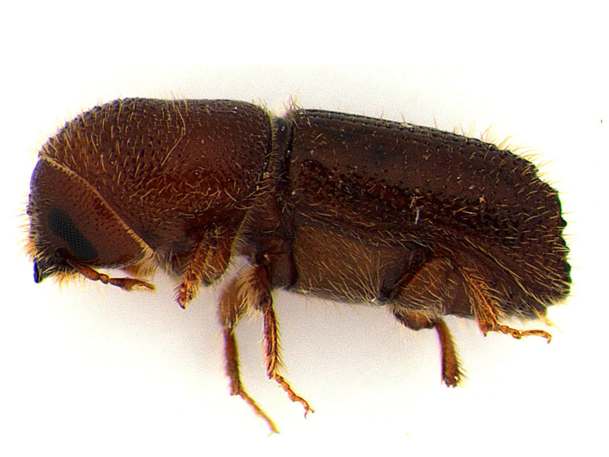 Orthotomicus erosus lateral view
