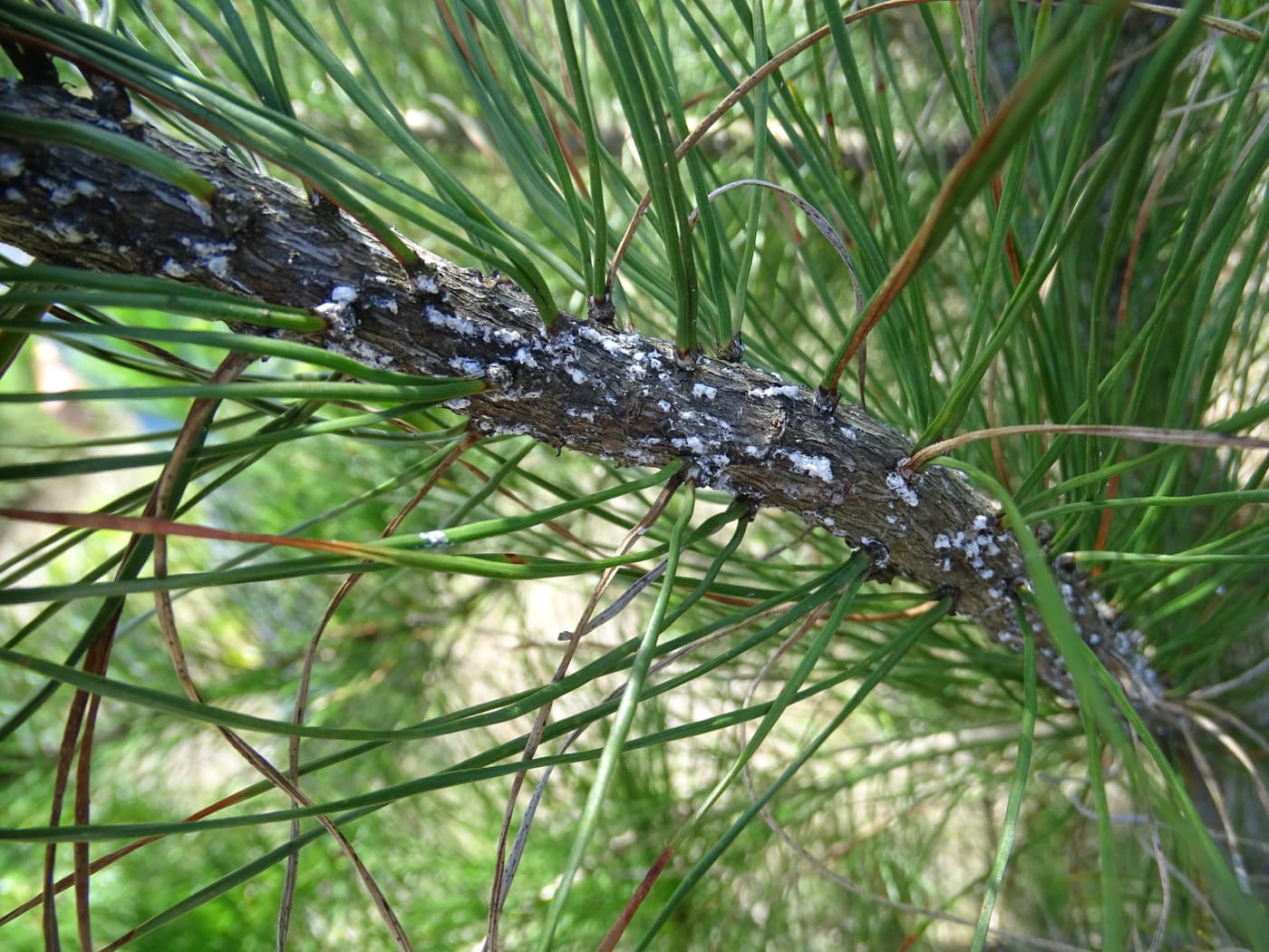 Pine Wooly Aphid / Pineus pini