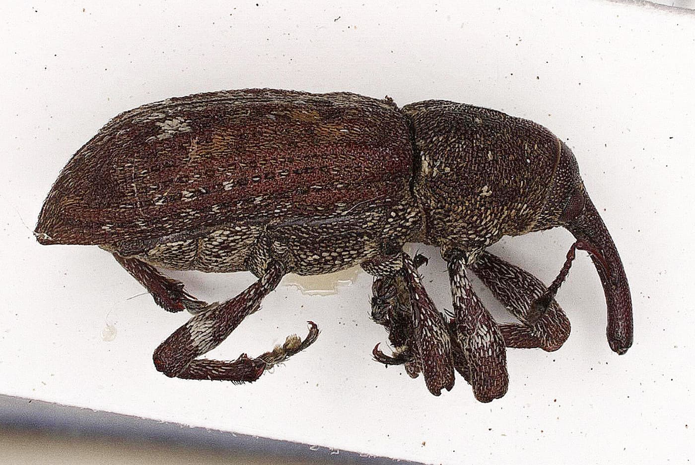 Pine Weevil / Pissodes sp.