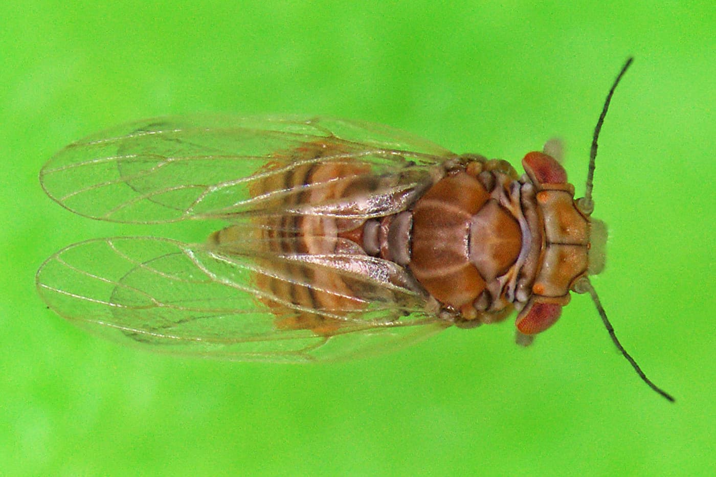 Shell lerp psyllid / Spondyliaspis cf. plicatuloides